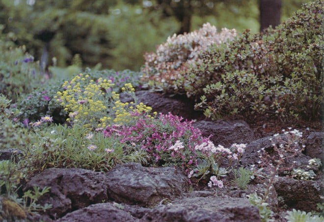 Lewisias and penstemons of the Northwest color the quarter-acre rock garden. Photograph by Linda McMahan