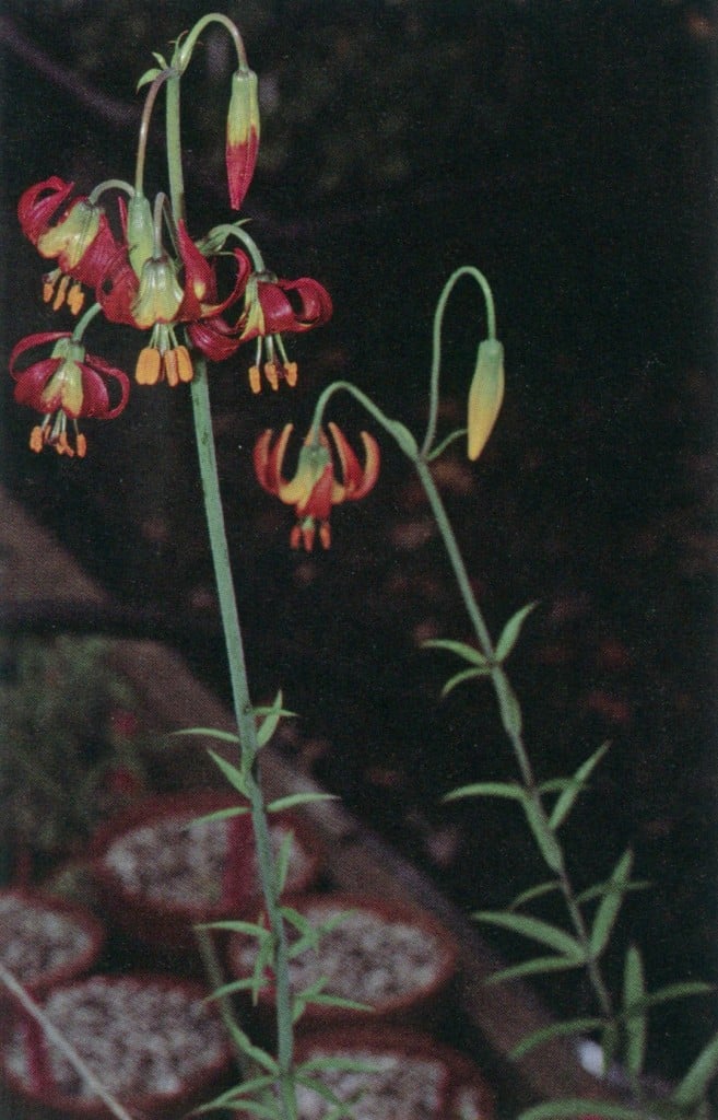 Lilium occidentale, on federal, California, and Oregon endangered species lists, was propagated at the Berry Botanic Garden for reintroduction in southern Oregon. This cooperative project with the Bureau of Land Management has been progressing since 1996. Photograph by Ed Guerrant