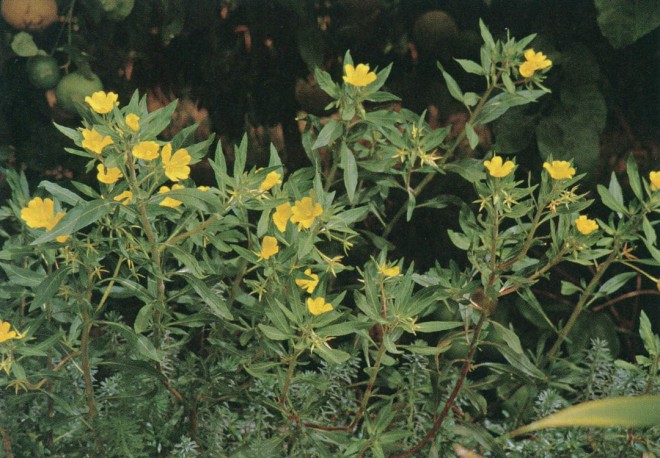 Ludwigia species