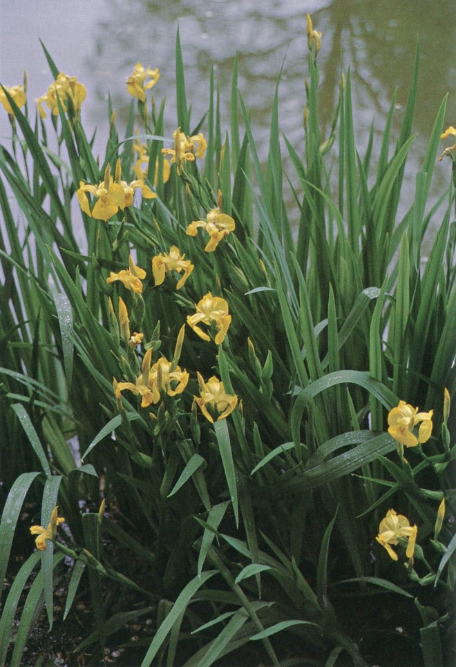 Yellow flag iris (Iris pseudacorus)