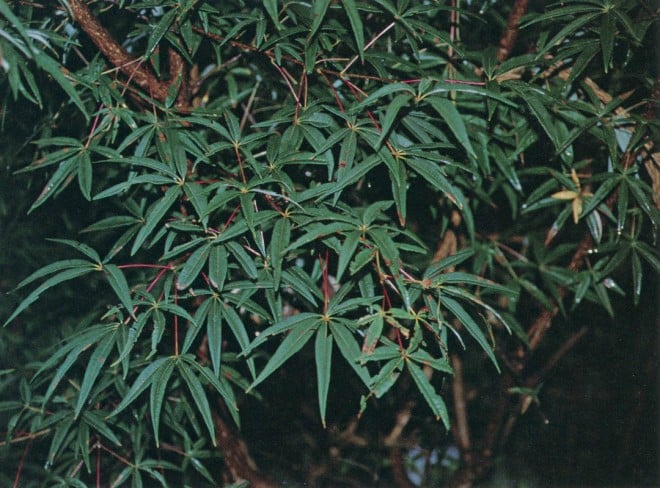 Foliage of Acer pentaphyllum