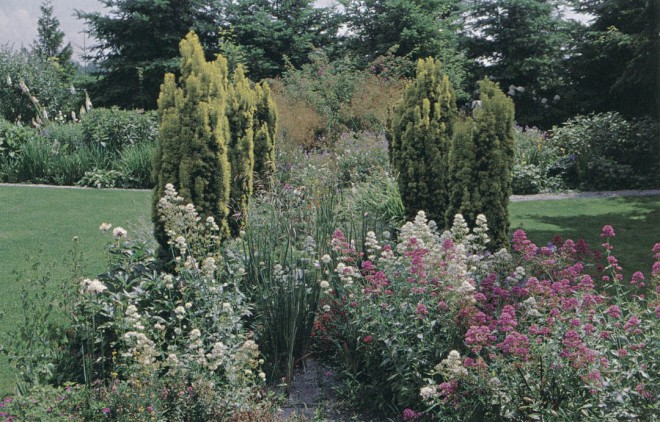 As the peonies fade, Centranthus ruber and angels’ fishing rods (Dierama pulcherrimum) take over on the double-yew walk. Photograph by RGT