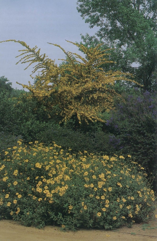 Fremontodendron ‘California Glory’ above Encelia californica ‘El Dorado’