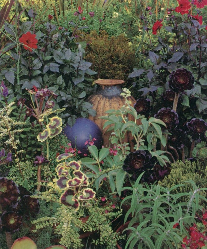 Containers near the entry provide additional summer color from Dahlia ‘Bishop of Llandolf’, various pelargoniums, a twinspur (Diascia), and succulent echeverias and aeoniums. Photograph by David McDonald