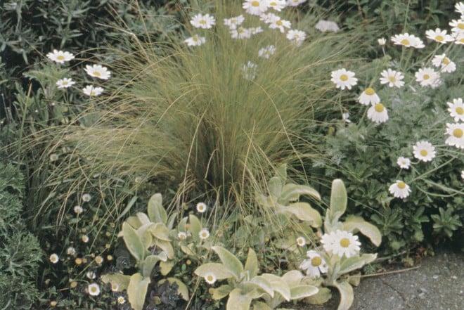 Stipa tenuissima, Stachys byzantina ‘Primrose Heron’, and Anthemis punctata subsp. cupaniana provide an edging for the driveway bed