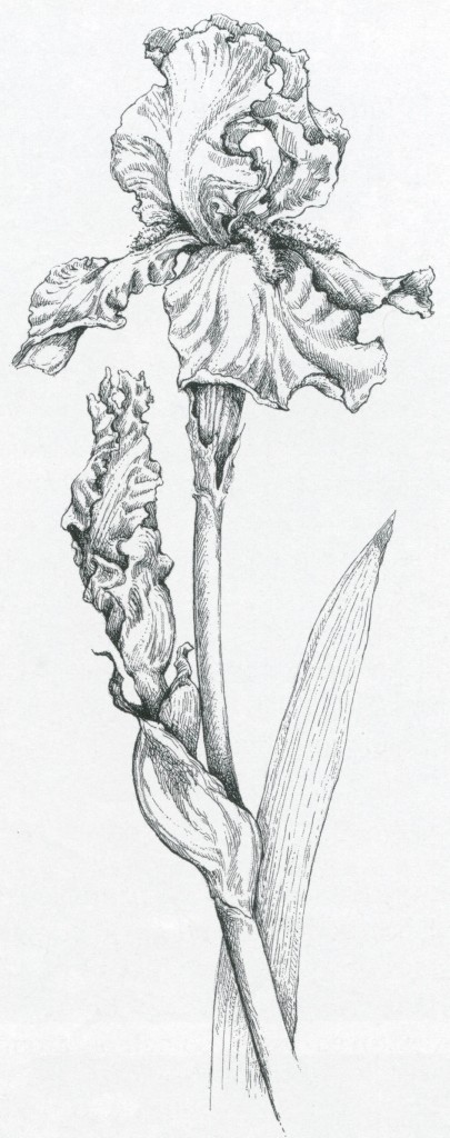 A modern bearded iris. Drawing by Craig Latker