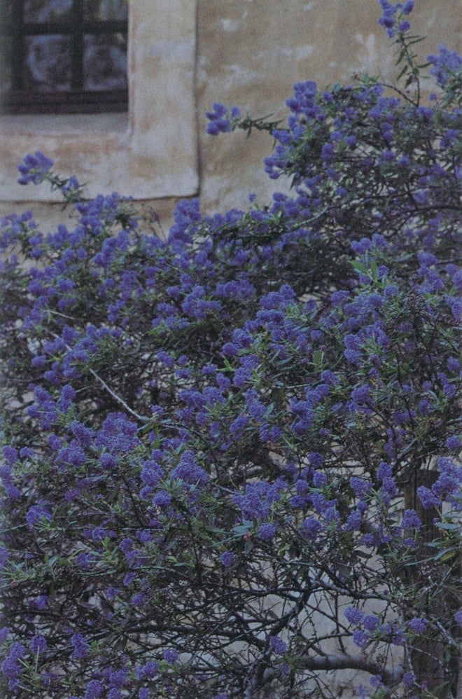 Ceanothus impressus against the wall of The Old Mill