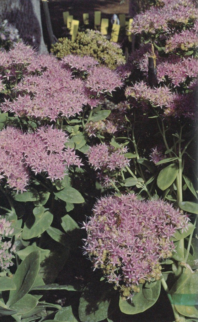 Summer flowers on a crape myrtle (Lagerstoemeria ‘Muskogee’)