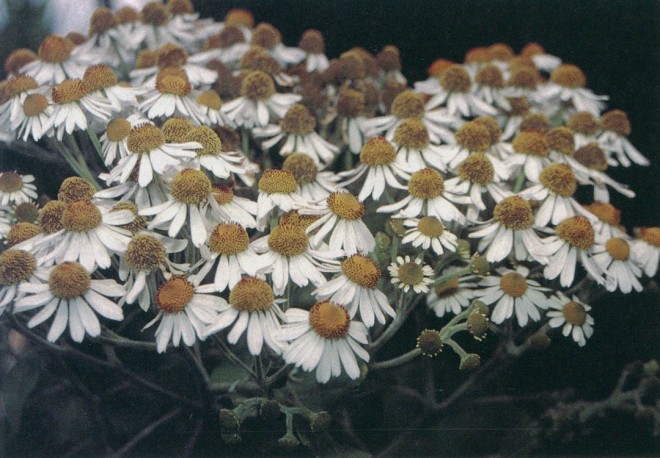 Flowers of giant daisy tree (Podachaenium eminens). Author’s photographs