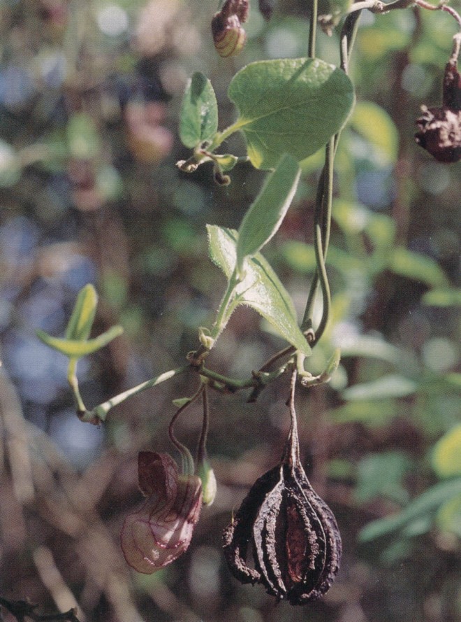 Flower and fruit of California Dutchman’s pipevine (Aristolochia californica)