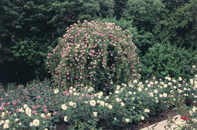 Rosa 'Margot Koster' is one of several seven-foot standards trained to cascade over steel supports to create a dramatic weeping effect; here it is fronted by R. Gourmet Popcorn, a modern miniature rose hybridized by Luis Desamero in 1986