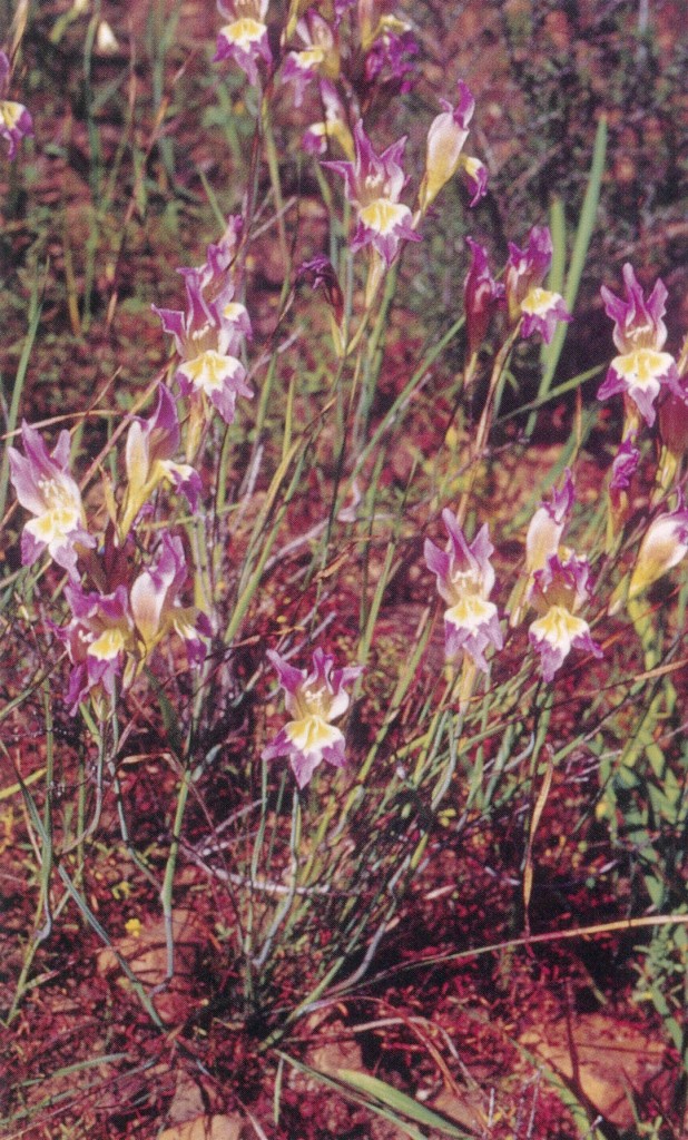 Common and easy in gardens, winter-growing Gladiolus venustus made a dazzling display along roadsides on our wildflower tour of South Africa in 2001. Photograph by Peter Goldblatt