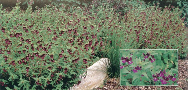 The annual Cuphea lanceolata makes a handsome edging along a path at Strybing Arboretum and Botanical Gardens. Author's photographs