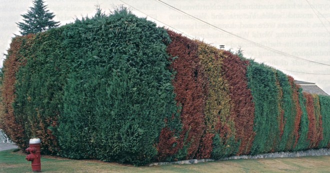 Several trees in this sheared hedge of Lawson cypress (Chamaecyparis lawsoniana) have already died of cypress root rot; there is little hope for the remainder of the trees. Author’s photograph