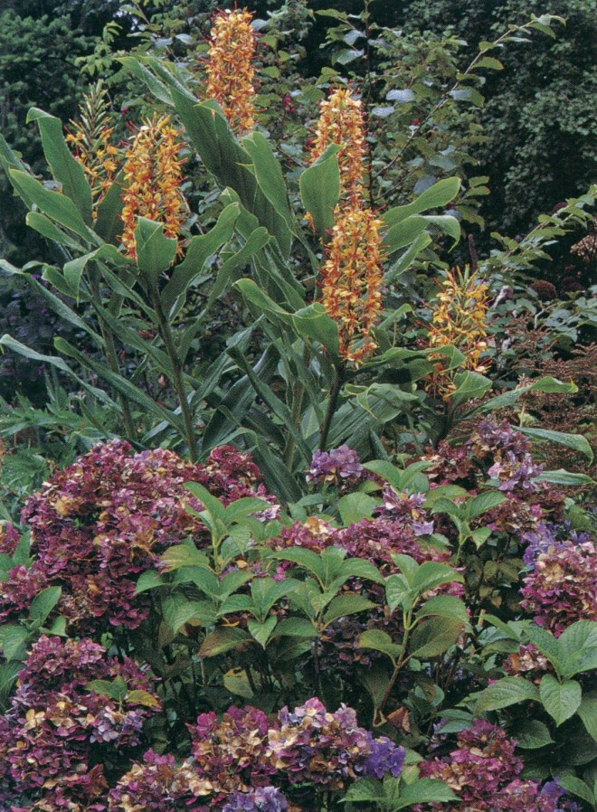 Hydrangeas in great variety dominate the Shade Border; here, Hydrangea macrophylla 'Hamburg' complements a hardy ginger (Hedychium coccineum ‘Tara’) in autumn