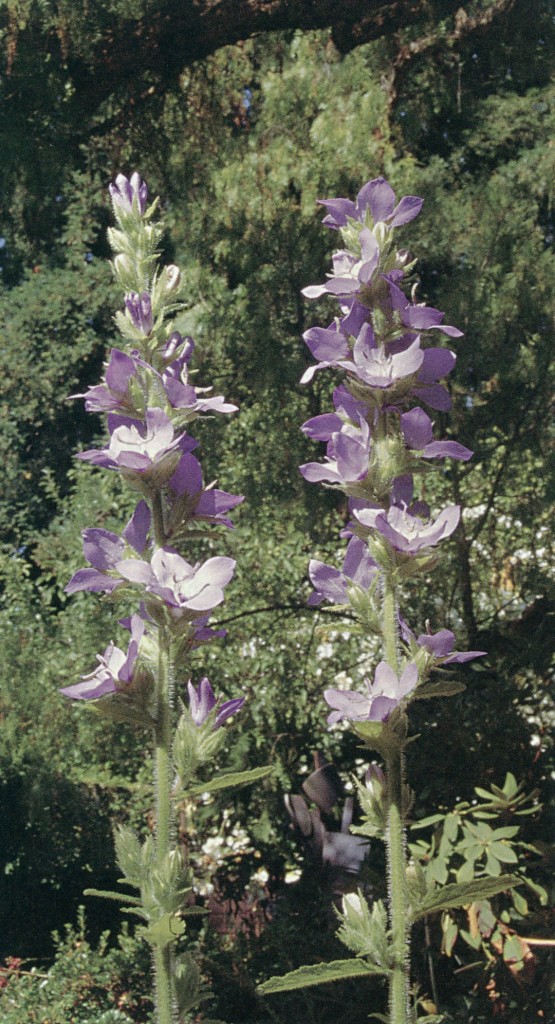 Campanula primulifolia. Author’s photographs