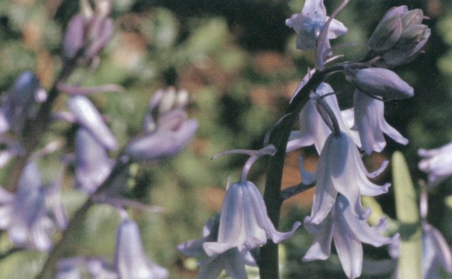 Spanish bluebells (Hyacinthoides hispanica). Author’s photographs