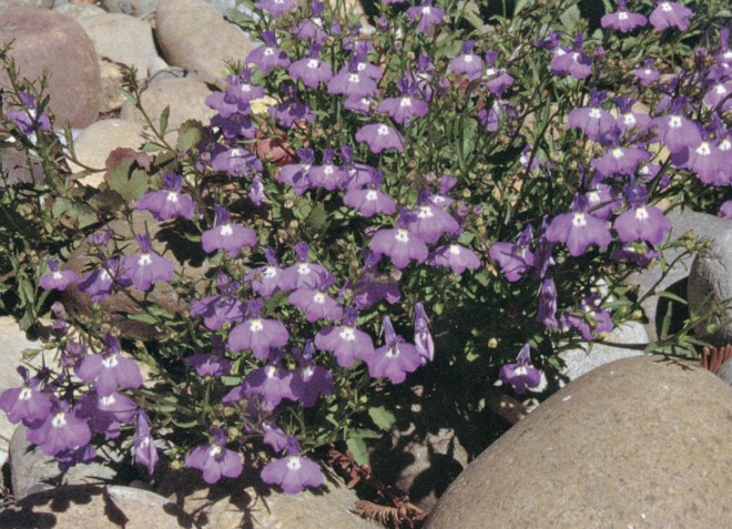 Lobelia erinus in a ground cover of cobblestones