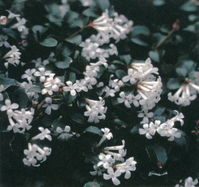 Osmanthus delavayi