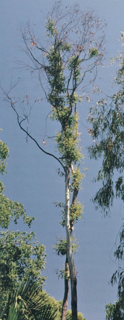 Eucalyptus citriodora, beginning to resprout in July 1999 from the twin trunks that grew following the freeze of 1990