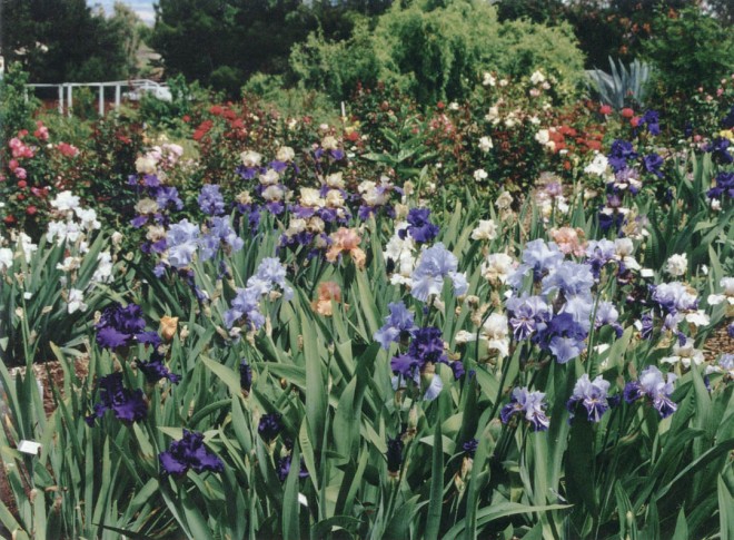 Bearded iris and roses mix on the slopes of the Craft garden. Photographer unknown