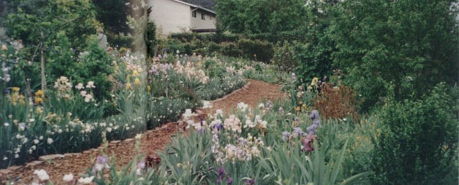 Beds of bearded iris flank a bark path through the Craft garden. Author’s photograph