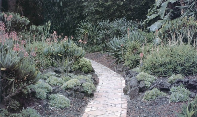 When organic mulches are inappropriate, as in Lotusland’s gravel-mulched aloe garden, compost teas are applied with the irrigation water to reintroduce micro-organisms into the soil