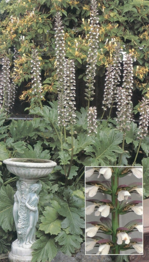 Acanthus mollis var. latifolius. Photographs by David Goldberg