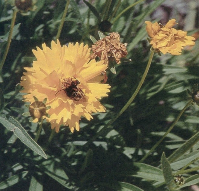 Tickseed (Coreopsis sp) with an anthophorid bee (Melissodes sp.)