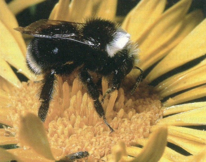 A bumble bee (Bombus sp.). Photograph by Rollin Coville