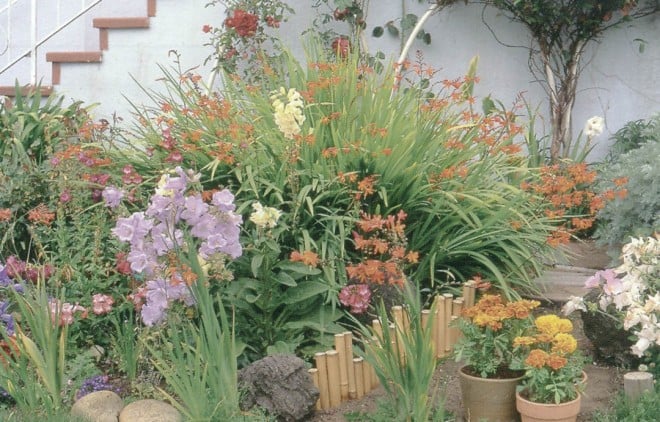 A cottage garden dominated by a clump of Crocosmia x crocosmiiflora