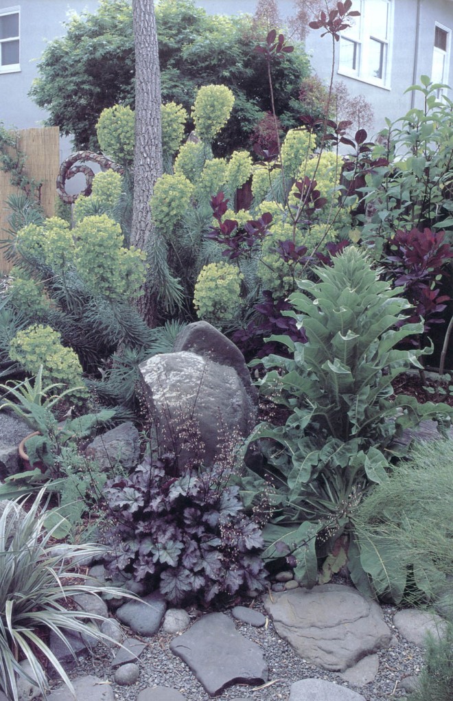 The emerging foliage of a purple smoke tree (Cotinus coggygria ‘Purpureus’0 contrast with the fading chartreuse inflorescences of Euphorbia characias ‘Lambrook Gold’. In the foreground, Purple and silver foliage of Heuchera ‘Amethyst Myst’ and an Astelia play off the grays of boulders, flat stones, and gravel. To the right, a mullein (Verbascum) will eventually dominate the scene with its tall spike of flowers