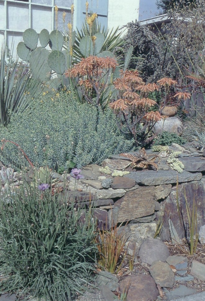 The stone wall and mulch in the front garden set the tone for this dry composition of succulent, coral-flowered aloes, blue gray euphorbias, and orange-striped leaves of Libertia perigrinans; a selection of sedums and other succulents fill the crevices.