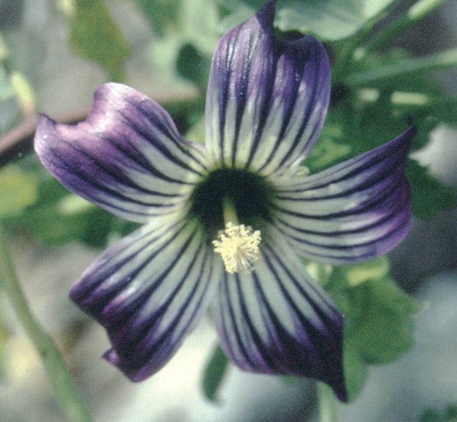 Lavatera venosa. Photograph by Carol Bornstein