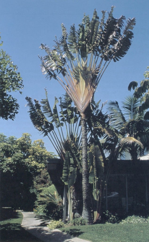 Population of Ravenala madagascariensis called « Ravenala forest ».