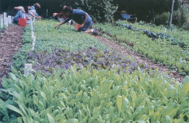 Apprentice course members harvest salad greens from the beds in the Alan Chadwick Garden. Photographer unknown