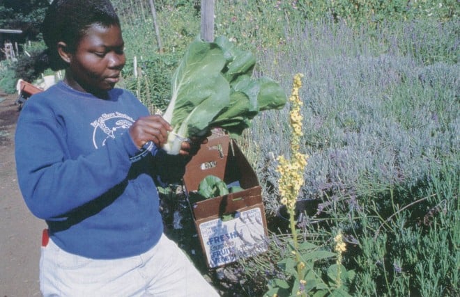 An apprentice course member from Ghana harvests Asian greens in the Alan Chadwick Garden. Photograph by Jon Kersey