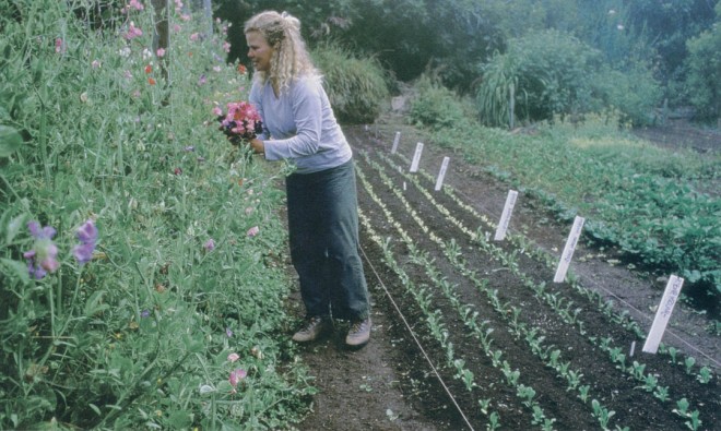 An apprentice course member cuts sprays of sweet peas in the Alan Chadwick Garden. Photograph by Jon Kersey