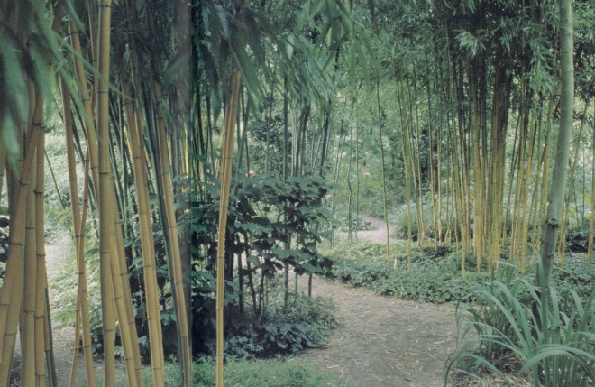 The golden culms of various selections of Phyllostachys brighten an otherwise green landscape at the Kimmei Nursery in Japan. Author’s photographs