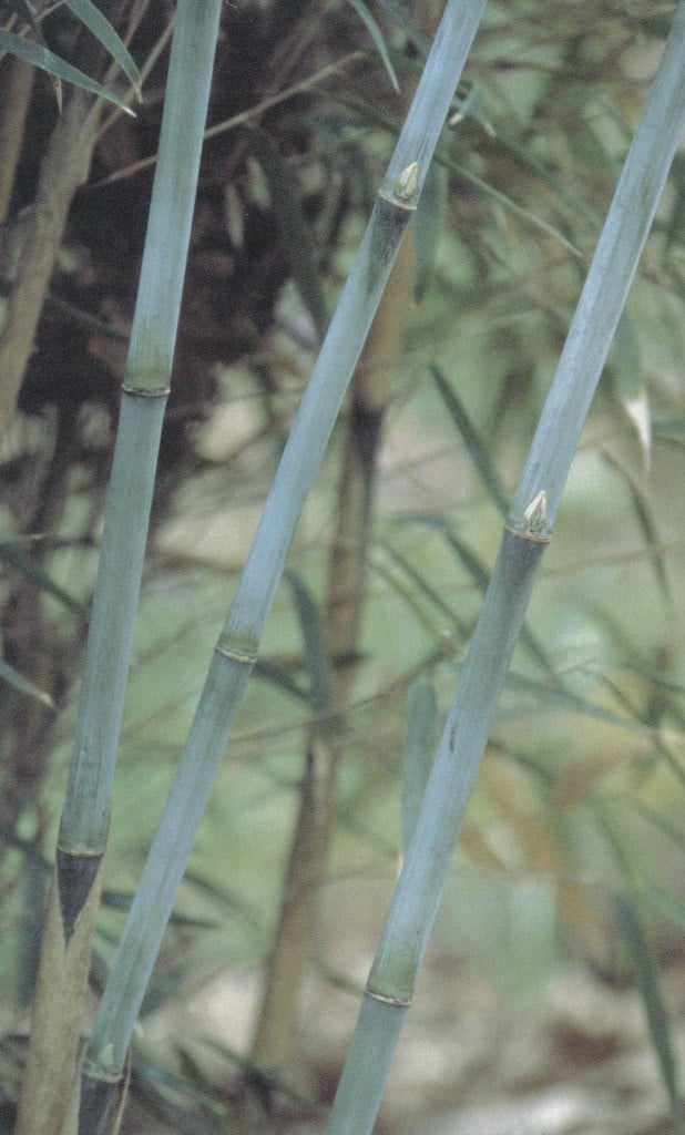 Pale green culms of Phyllostachys nigra ‘Henon