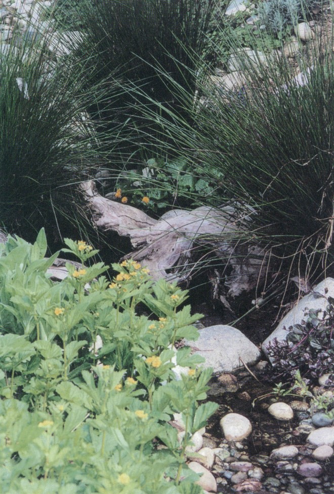 Large-leaved avens (Geum macrophyllum), in the foreground, was the only native plant found in the ditch when work began; double marsh marigold (Caltha palustris ‘Plena’) and common rush (Juncus effusus) work with rocks and woody debris to help slow and purify the runoff water