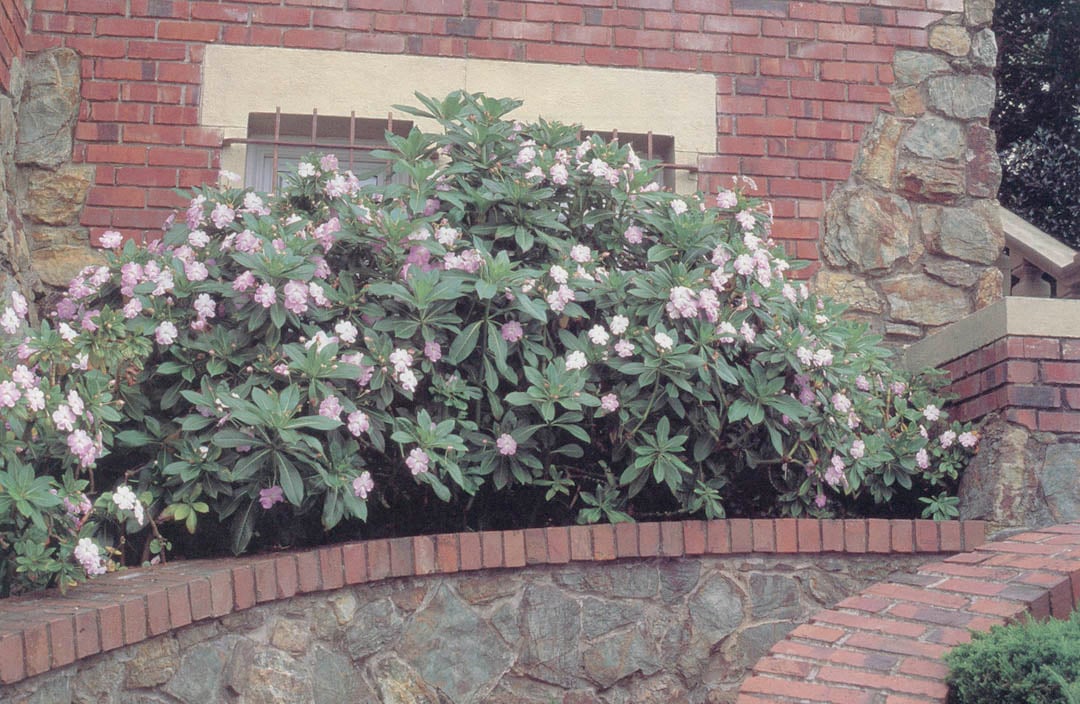 New Guinea Impatiens sodenii Poor Man/'s Rhododendron Pink Flowers Easy Hardy Perennial Deer Resistant Eight Shoots