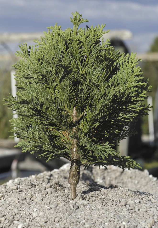 A young plant of Chamaecyparis lawsoniana ‘Minima Glauca’ grafted unto a rootstock of moss sawara cypress (C. pisifera f. squarrosa); the enlarged base of the topgrowth could eventually create problems for the grafted plant. Author’s photographs