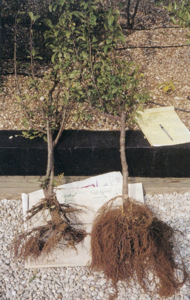 Root systems of a crabapple (Malus): treated with mycorrhizae on the right, untreated on the left. Photographs courtesy of Mycorrhizal Applications, Inc