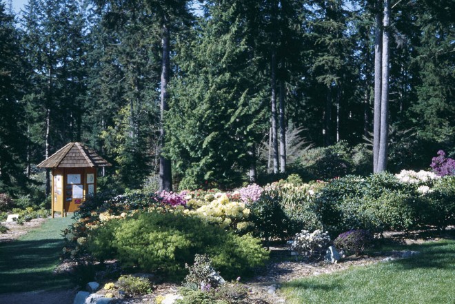 A portion of the Meerkerk Hybrid Test Garden, carved from the native Douglas-fir woodland. Photograph courtesy Meerkerk Rhodododendron Gardens