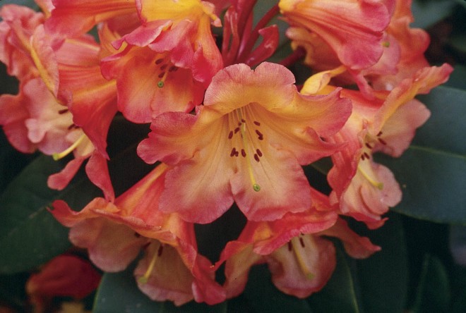 Rhododendron ‘Honey Butter’, bred by Jim Barlup. Photograph by Jim Barlup