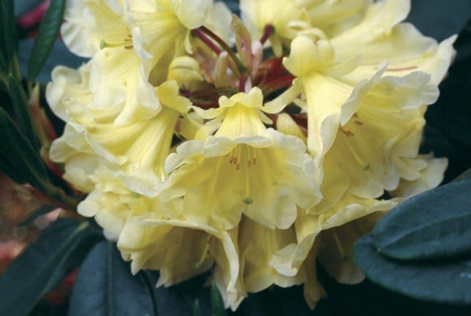 Rhododendron ‘Mindy’s Lov’, bred by Jim Barlup. Photograph by Jim Barlup