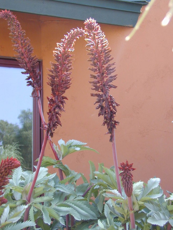 Colors echo serendipitously in the window trim and the flowers of honey bush (Melianthus major)