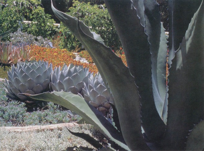 Succulents dominate in the water-conserving landscape of the Valentine garden