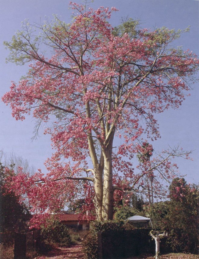 Pink floss-silk tree (Ceiba speciosa). Photographs by Don Walker